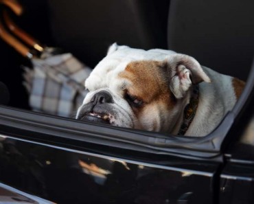Bulldog in Car