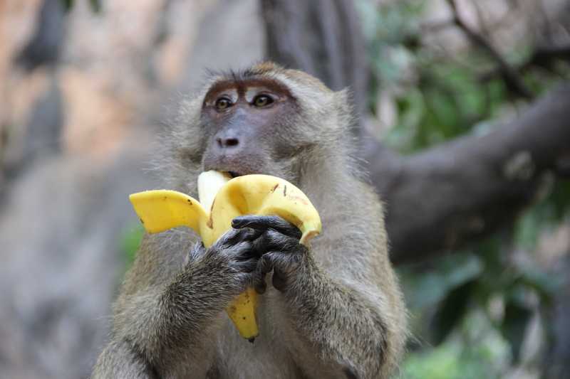 Macaque eating a banana