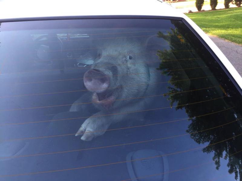 Pig in Car