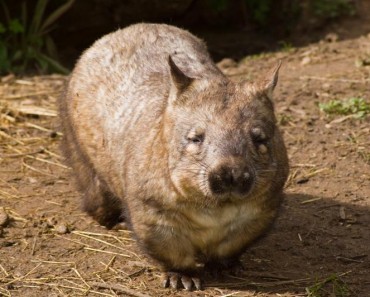 Southern hairy nosed wombat