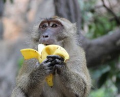 Macaque eating a banana
