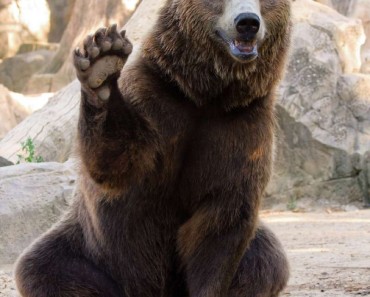 Grizzly High Five