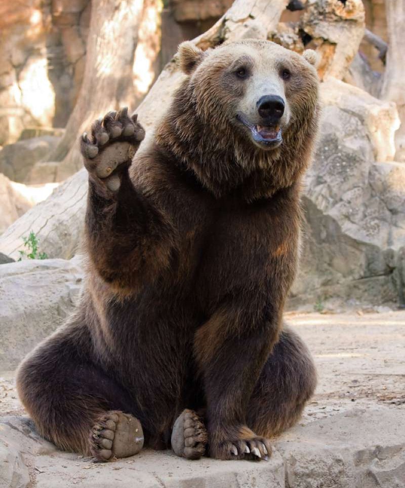 Grizzly High Five