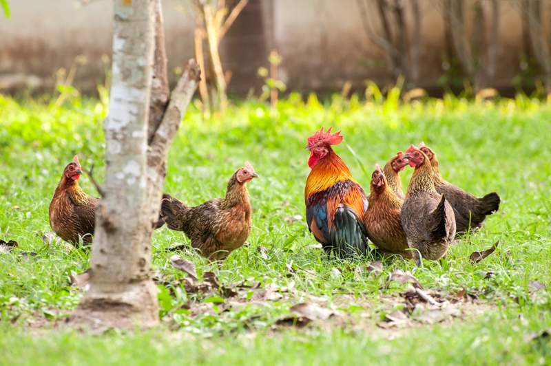 Wild Chickens