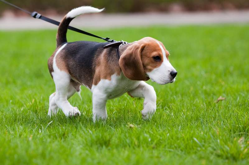 Beagle Puppy