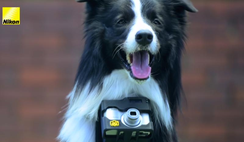 Dog with camera