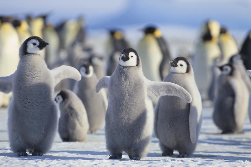 Emperor penguins