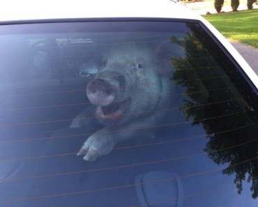 Pig in Car