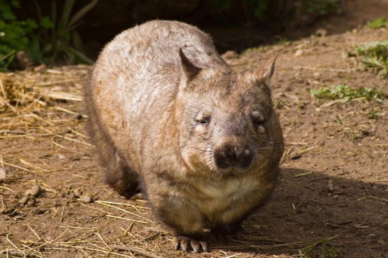Southern hairy nosed wombat