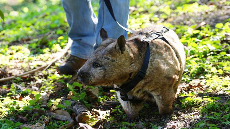 Wombat on a lead